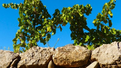 Jubilate Weinstock.jpg